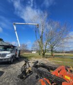 WHAT IS “Tree Topping” AND WHY IS IT BAD?